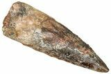 Fossil Spinosaurus Tooth - Real Dinosaur Tooth #301298-1